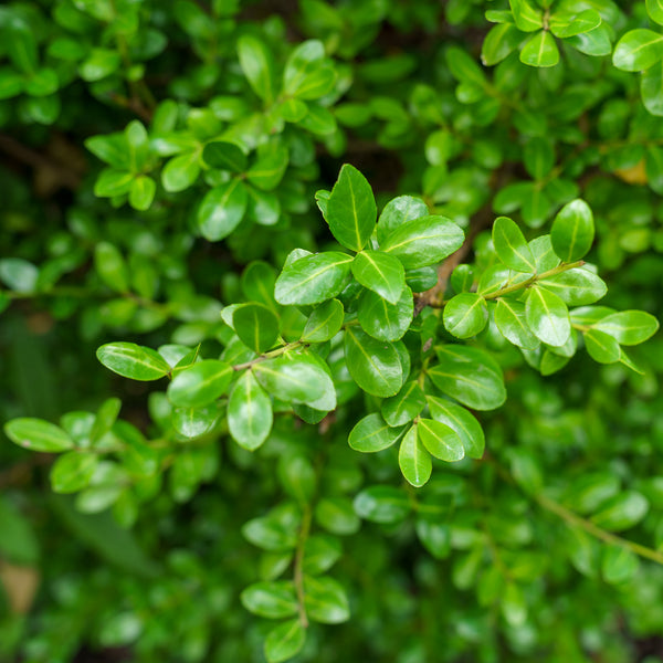 Chesapeake Japanese Holly