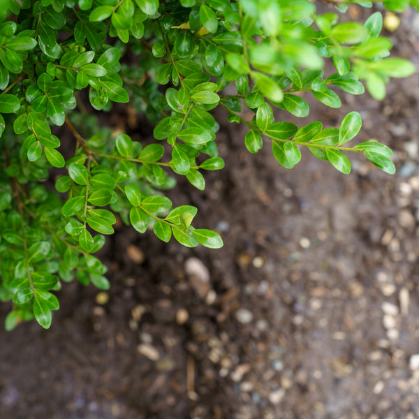 Chesapeake Japanese Holly