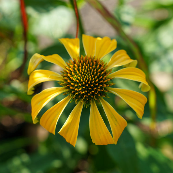 Cheyenne Spirit Coneflower