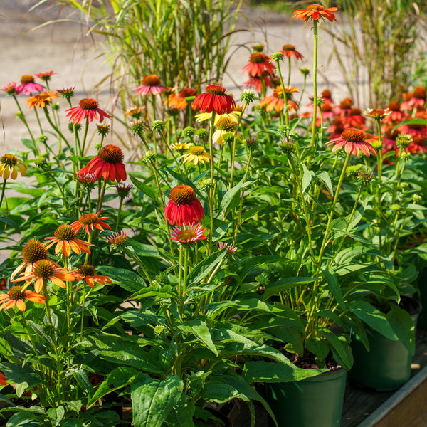 Cheyenne Spirit Coneflower