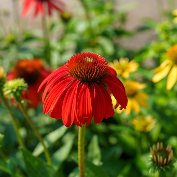 Cheyenne Spirit Coneflower