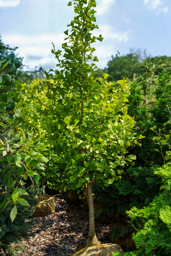 Chi Chi Dwarf Ginkgo