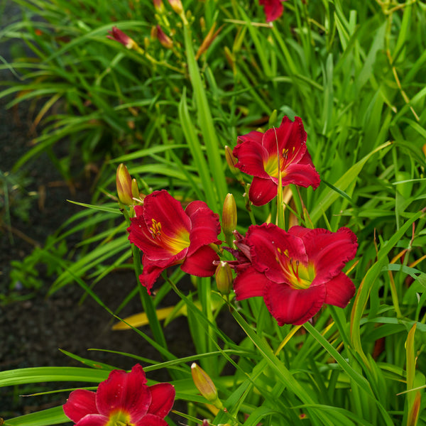 Chicago Apache Daylily