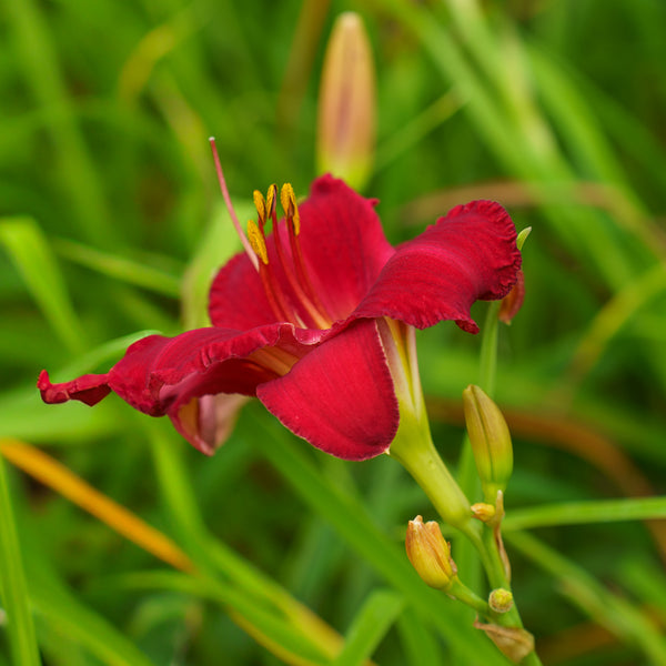 Chicago Apache Daylily