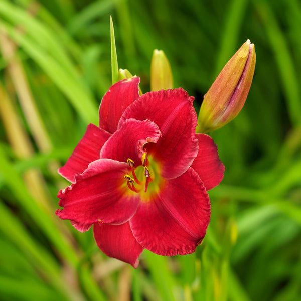 Chicago Apache Daylily