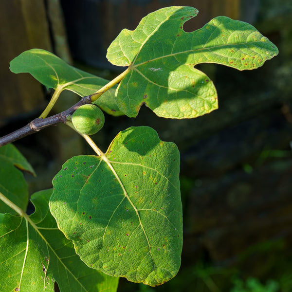 Chicago Hardy Fig