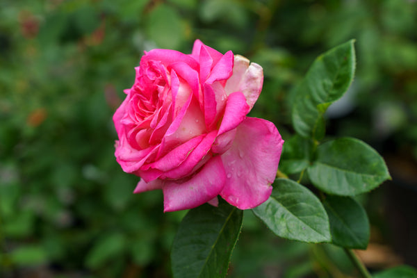 Chicago Peace Hybrid Tea Rose