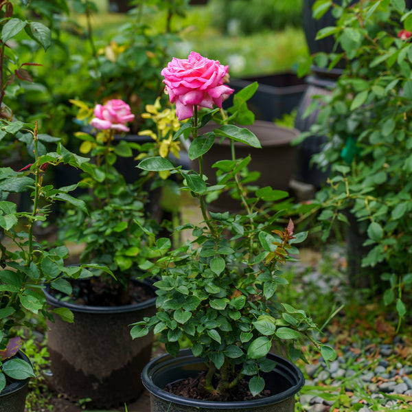 Chicago Peace Hybrid Tea Rose