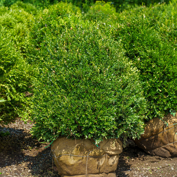 Chicagoland Green Boxwood