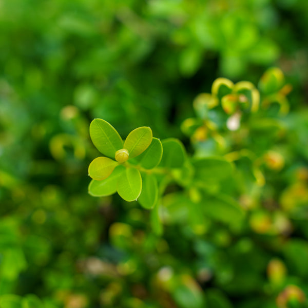 Chicagoland Green Boxwood