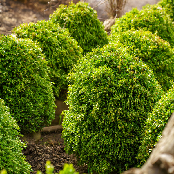 Chicagoland Green Boxwood