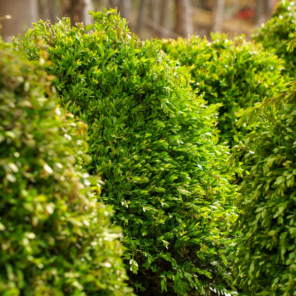 Chicagoland Green Boxwood