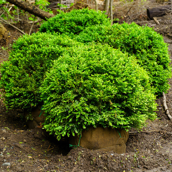 Chicagoland Green Boxwood