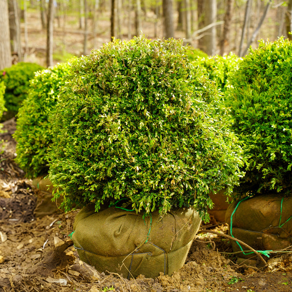 Chicagoland Green Boxwood