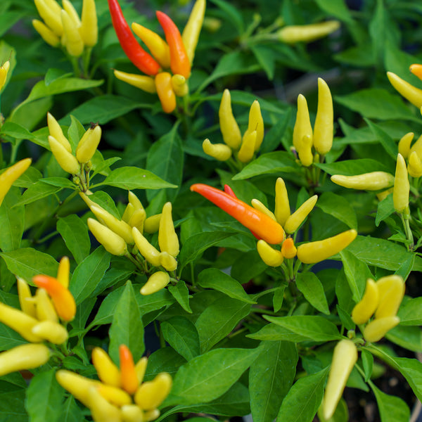 Ornamental Pepper