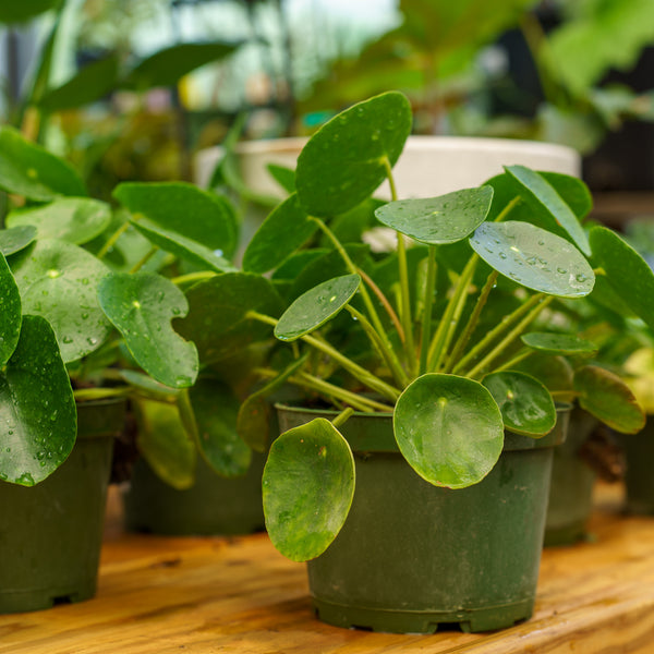 Large Chinese Money Plant