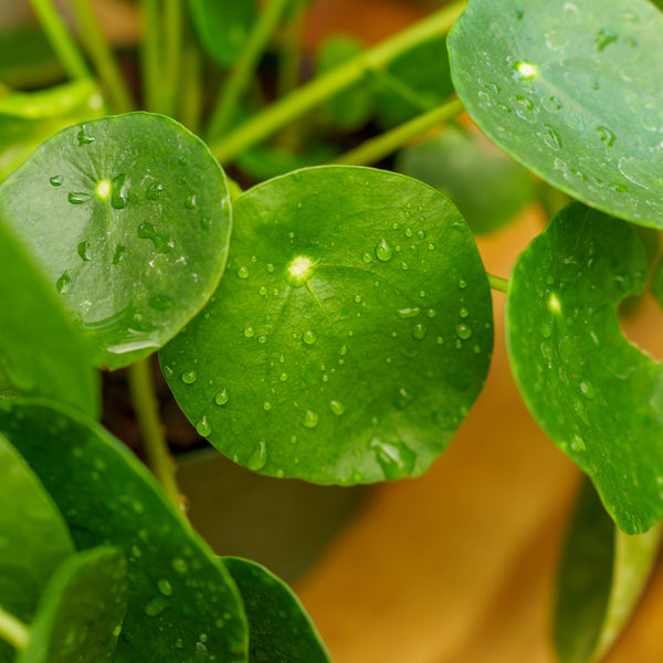 Chinese Money Plant