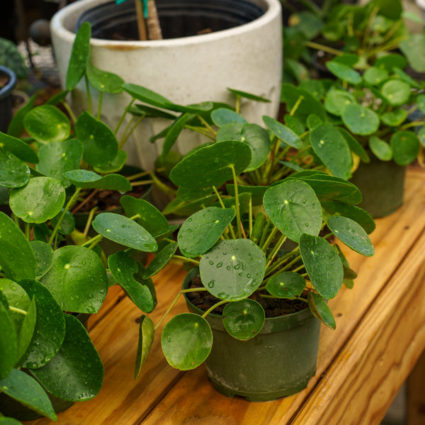 Large Chinese Money Plant