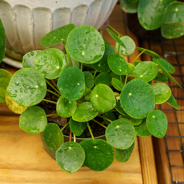 Large Chinese Money Plant