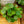 Load image into Gallery viewer, Assorted Pilea
