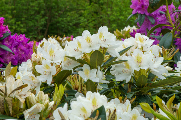 Chionoides Rhododendron - Rhododendron - Shrubs