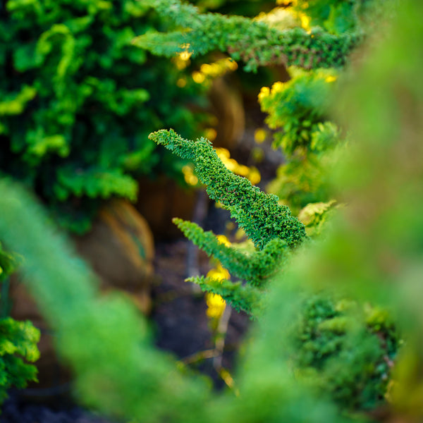 Chirimen Hinoki Cypress