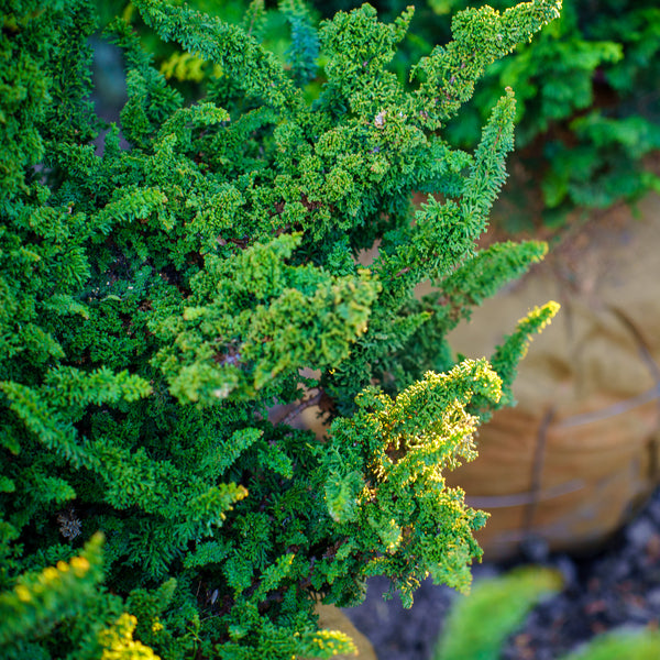 Chirimen Hinoki Cypress