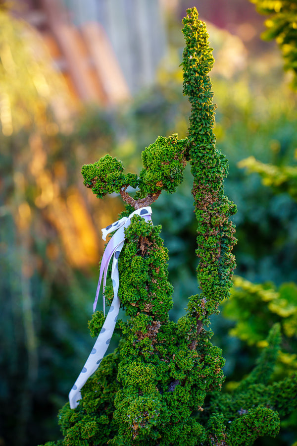 Chirimen Hinoki Cypress