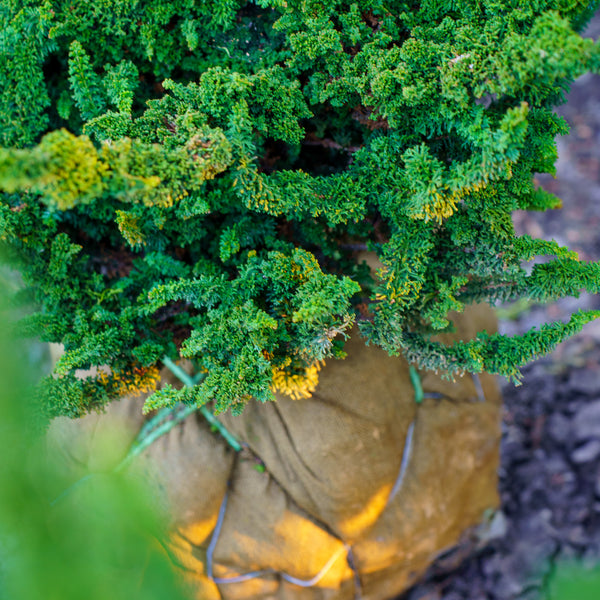 Chirimen Hinoki Cypress