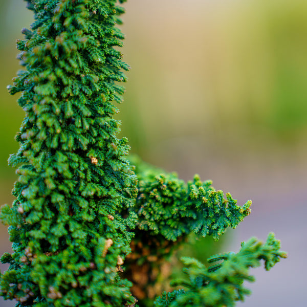 Chirimen Hinoki Cypress
