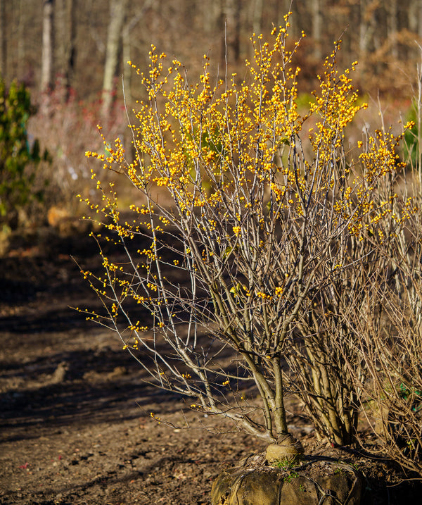 Yellow Winterberry Holly - Holly - Hollies