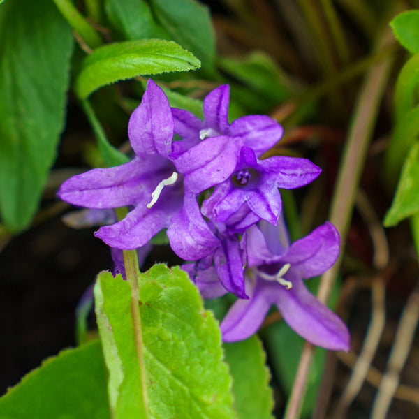 Church Bells Clustered Bellflower