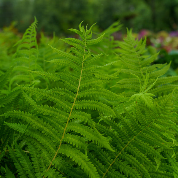 Cinnamon Fern