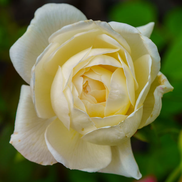 Claire Austin Climbing Rose