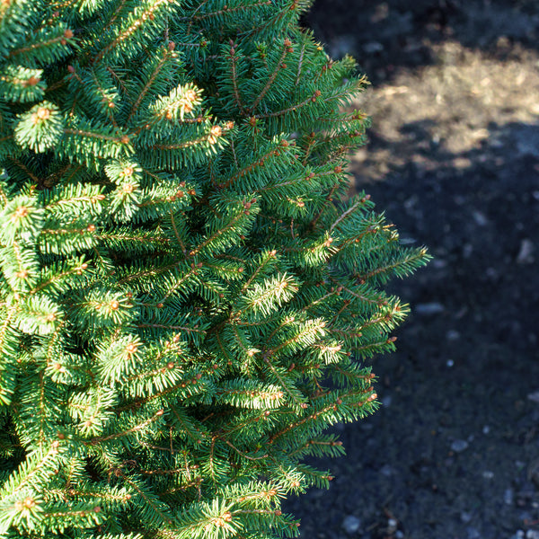 Clanbrassiliana Stricta Dwarf Norway Spruce