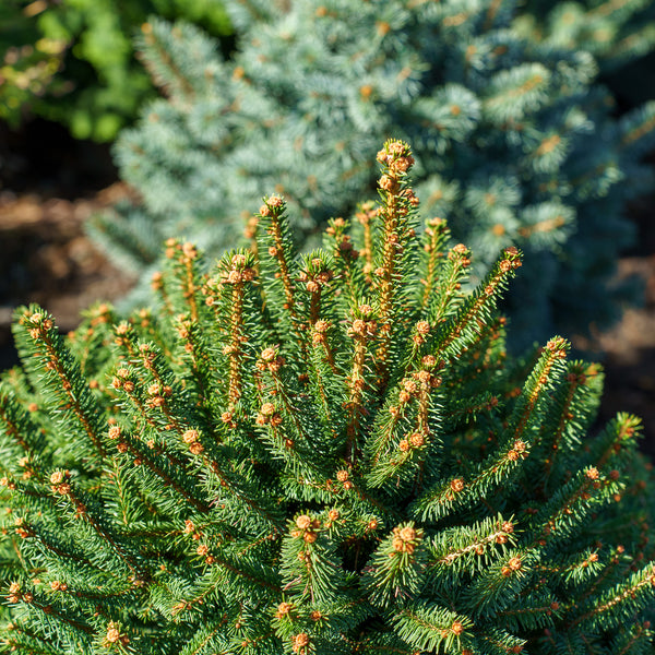 Clanbrassiliana Stricta Dwarf Norway Spruce