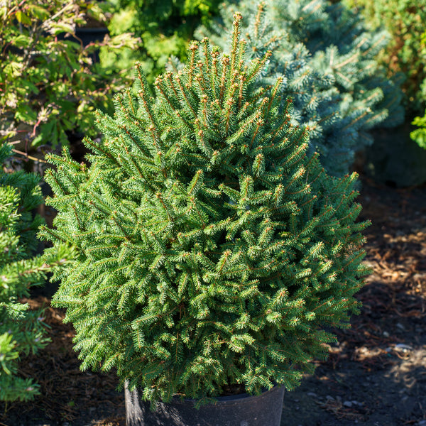 Clanbrassiliana Stricta Dwarf Norway Spruce