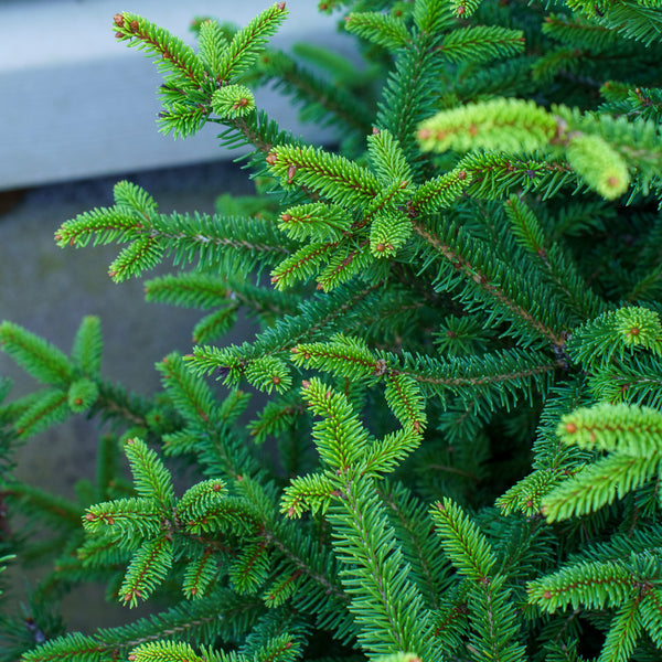 Clanbrassiliana Stricta Dwarf Norway Spruce