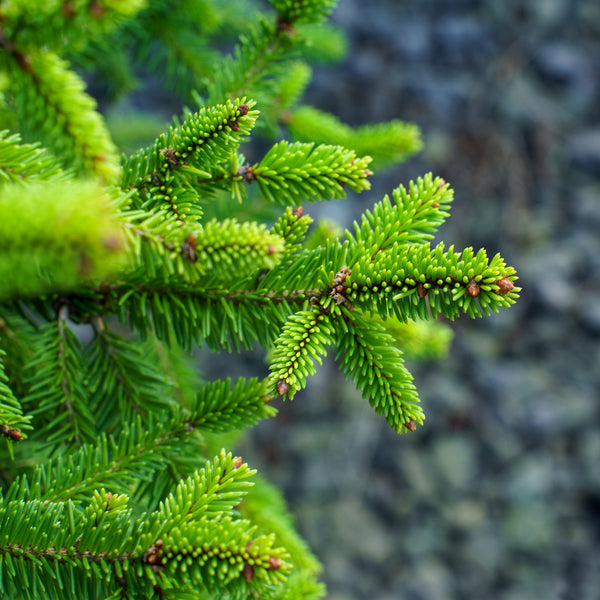 Clanbrassiliana Stricta Dwarf Norway Spruce