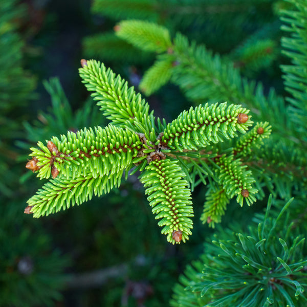 Clanbrassiliana Stricta Dwarf Norway Spruce