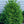 Load image into Gallery viewer, Clanbrassiliana Stricta Dwarf Norway Spruce
