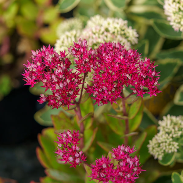 Class Act Stonecrop