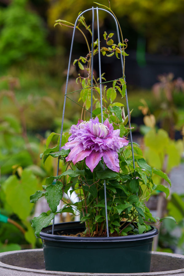 Clematis Diamantina