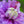 Load image into Gallery viewer, Clematis Diamantina
