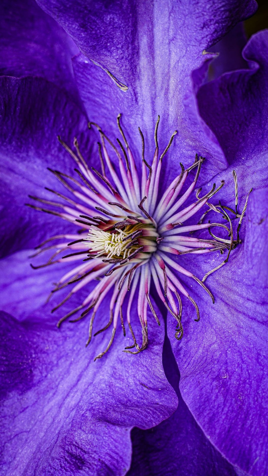 The Clematis Guide – Plant Detectives