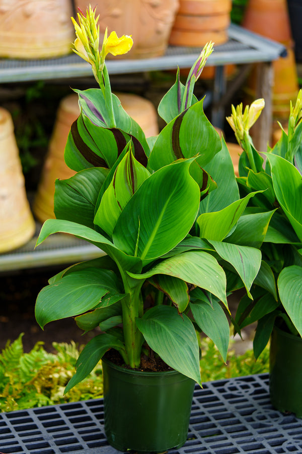 Cleopatra Canna Lily