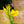 Load image into Gallery viewer, Cleopatra Canna Lily
