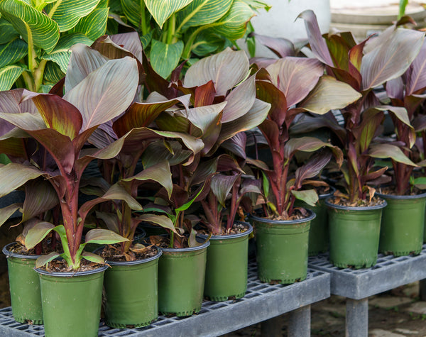 Cleopatra Canna Lily