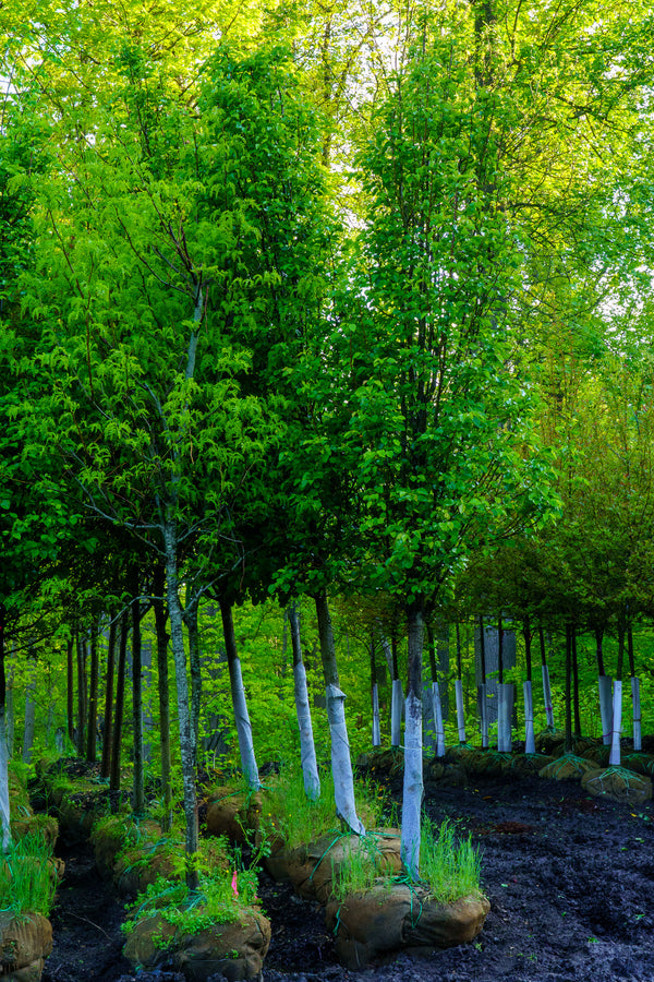 Cleveland Select Callery Pear