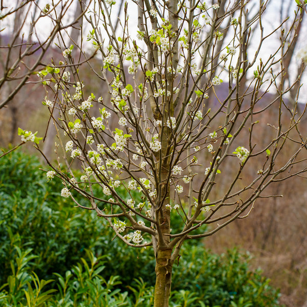 Cleveland Select Callery Pear